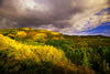 Pretty Aspens