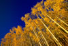 Aspens stretched to the sky