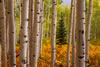 Colorado-aspens (10)