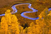 Colorado-aspens (11)