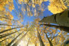 Colorado-aspens (13)