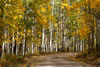 Colorado-aspens (14)