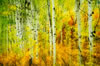 Colorado-aspens (16)