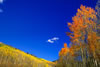 Colorado-aspens (2)