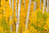 Colorado-aspens (3)
