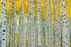 Colorado-aspens (4)