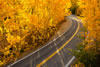 Colorado-aspens (5)