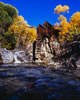 Colorado-aspens (6)