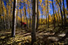 Colorado-aspens (7)