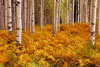 Colorado-aspens (8)