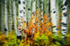 Colorado-aspens