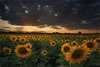 Big and Bold Sunflowers