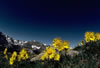 Yellow Wildflowers of California
