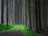 Woods - Serenity