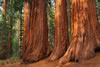 Yosemite
